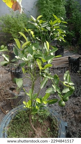 This picture take in 23 april 2023 in palu city, indonesia.this is a picture of a mini sweet orange tree