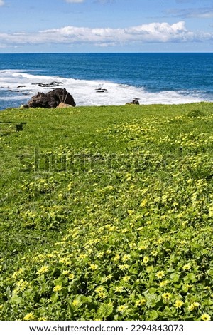 Sea landscape with flowers, rocks and clouds