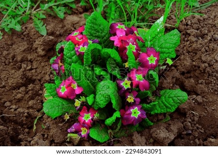 Flower -Garden Primrose.A beautiful primrose for a flower garden. a flower in a pot grows in the ground. close-up.hobby.gardening,
