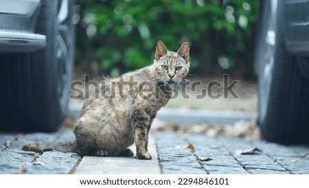 One adorable wild cat sitting in the garden for resting