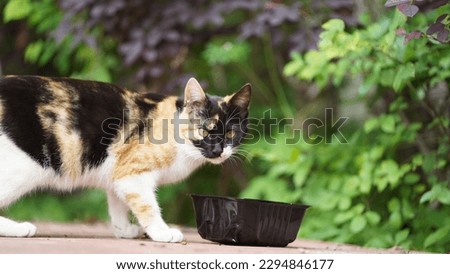 One adorable wild cat sitting in the garden for resting