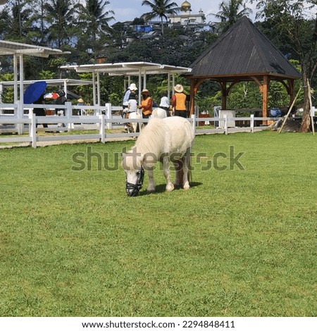 A white pony horse grazing on a grassland in a ranch