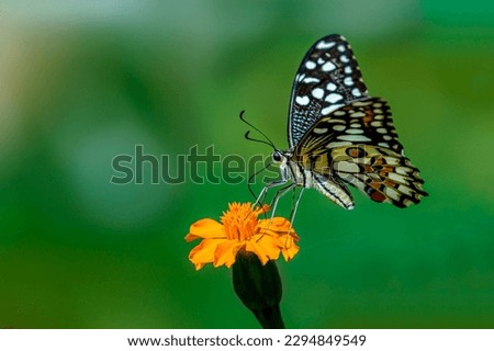 macro photo of butterfly on the flower, Papilio demoleus is a common and widespread swallowtail butterfly. also known as the lime butterfly, lemon butterfly