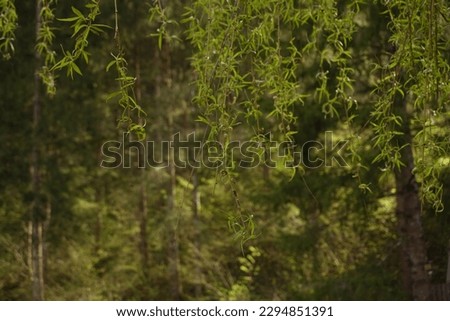 willows on the background of the forest, coniferous forest, nature screensaver 
