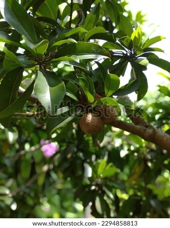 Sapodilla is a long-lived fruit tree. The tree and its fruit are known by several names such as sapodilla, anchor or manila anchor, or ciku