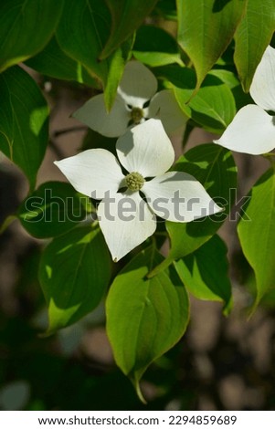 Flowering Dogwood Eddies White Wonder branch with flowers - Latin name - Cornus Eddies White Wonder Royalty-Free Stock Photo #2294859689