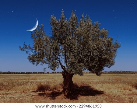Beautiful olive tree (olivea europaea) alone in a field by night. Remarkable evening crescent moon. Picture taken in Hamman Bou Hadjar, a small village in the North West of Algeria.