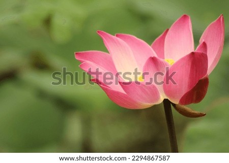 Pink Lotus Flower Among The Green Leaves