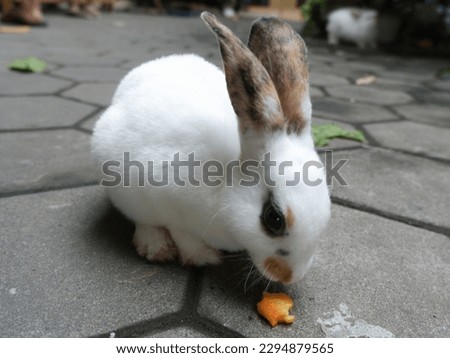 Photo of a pet rabbit eating carrots