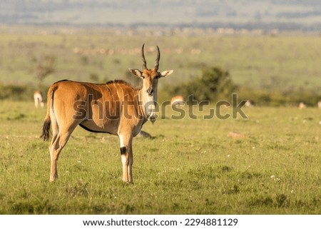 Common eland antelope (Taurotragus oryx) looking at the camera, Mara Naboisho Conservancy, Kenya. Royalty-Free Stock Photo #2294881129