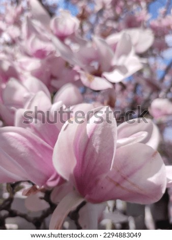 Magnolia pink flowers tree, branch close up, outdoors.