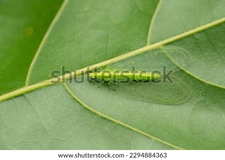 Green lacewing (Chrysopa perla), satara maharashtra india Royalty-Free Stock Photo #2294884363
