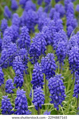 Blue muscari (Muscari botryoides) early spring flowers - photo with local focus Royalty-Free Stock Photo #2294887165