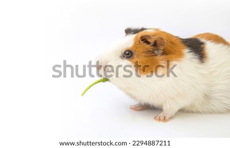 Cute guinea pig eating salad on white background. Wide animal theme photo with blank copy space.