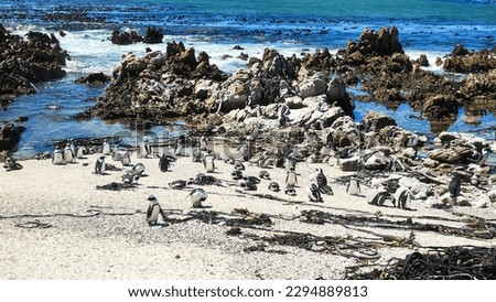Penguin colony at Stony point of Betty's bay on South Africa