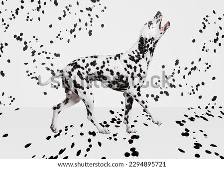Portrait of beautiful purebred dog, Dalmatian posing over white background with black spots. Black and white aesthetics. Concept of domestic animal, beauty, motion, vet, creativity, art. Royalty-Free Stock Photo #2294895721