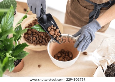 Closeup of Female gardener hands adding Hydroponic Clay Pebbles in pot for transplanting houseplant. Caring of home green plants indoors, spring waking up, home garden blog, how to repotting tutorial