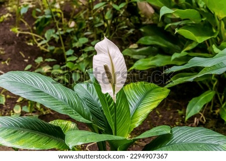 A view of a Peace Lilly plant in Monteverde, Costa Rica in the dry season Royalty-Free Stock Photo #2294907367
