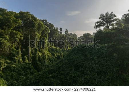 Amazing beautiful nature deep green of virgin rain forest of Sabah, Borneo Royalty-Free Stock Photo #2294908221