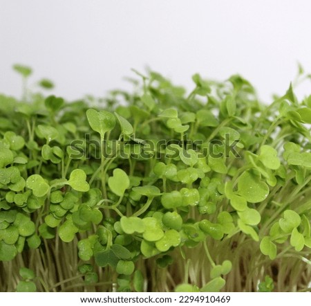 Arugula Microgreens With Drops On Leaves After Watering Closeup Square Stock Photo