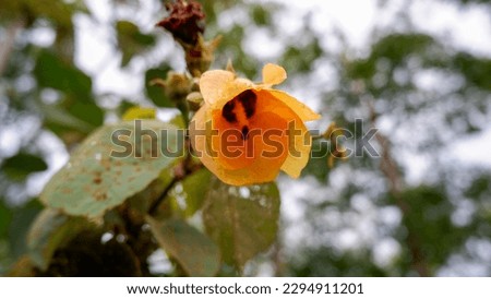 Hibiscus Flower Or Also Called Hibiscus, With A Yellow Color Grows In The Riverside Environment, In The Village Of Belo Laut During The Day