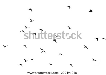 bird, fly, isolate, seaguls, flock