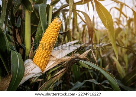 Ripe yellow corn maize cob on the agricultural field Royalty-Free Stock Photo #2294916229