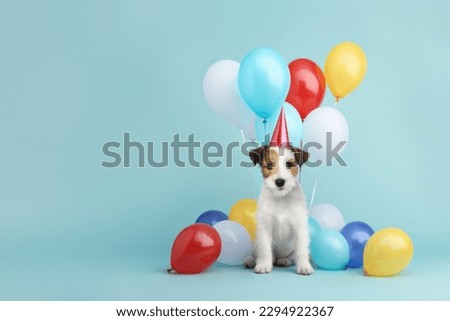 Cute scruffy puppy dog wearing a party hat celebrating at a birthday party with colorful birthday balloons