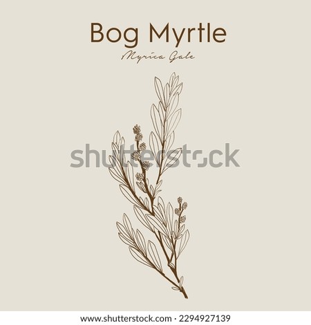 Bog Myrtle (syn. Gale palustris) grows in marshy areas of Northern Europe. Myrica gale. Sweet gale, candle berry, Porsch (German). Royalty-Free Stock Photo #2294927139
