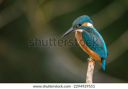A beautiful kingfisher bird hd wallpaper 