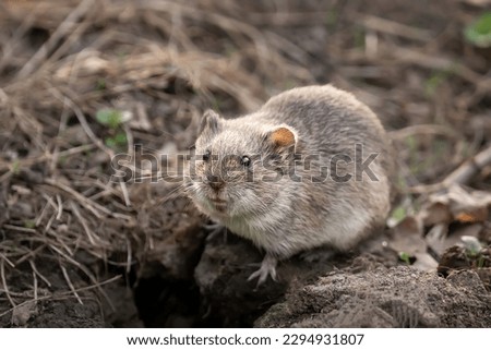 Field vole or short-tailed vole (Microtus agrestis) walking in natural habitat green forest environment. Royalty-Free Stock Photo #2294931807