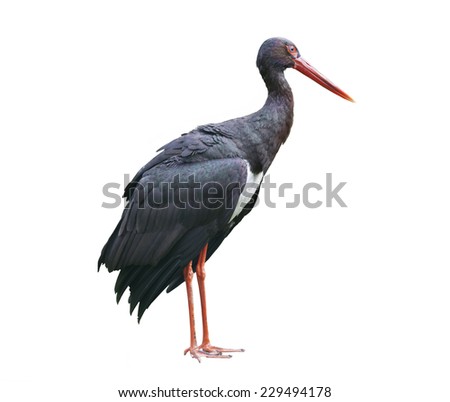 Black stork isolated on white background Royalty-Free Stock Photo #229494178