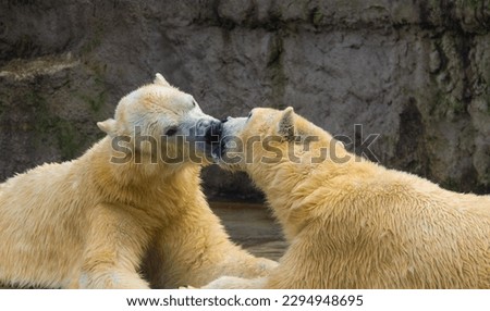 Two polar bears kissing, cute.