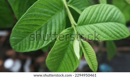 Picture showing the appearance of guava leaves in green
