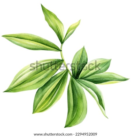 Tropical leaves on white background, Image green leaves, aesthetic palm leaf watercolor painting, costaceae afer