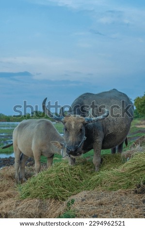 picture of a buffalo eating grass with its child