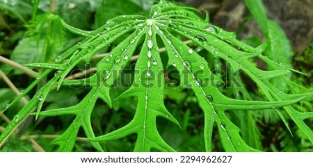 The leaves of Coralbush Jatropha multifida are widely used by Indonesian people to treat new wounds, so it is known as the Betadine plant. Raindrops still on the leaves
