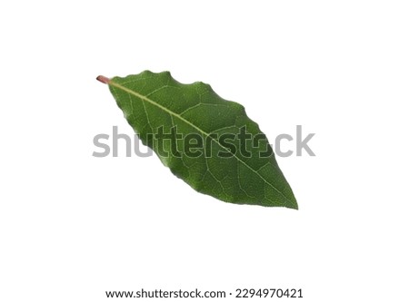 One fresh bay leaf isolated on white