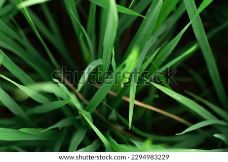 Dark green grass texture background