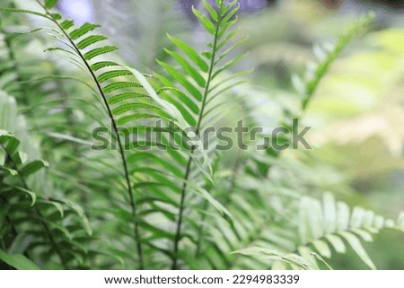 Green forest, tropical forest green nature background, ecology and destination progress, freedom journey lifestyle concept use for advertisement in spa business and environmental conservation idea.