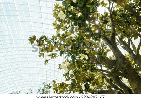 Glass roof on a sunny day and a tree on the side. Copy space.