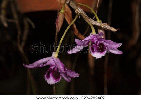 Purple orchid flower, (Dendrobium anosmum var.superbum), dark background, spot focus.                              