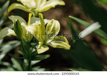 Beautiful bright, yellow, garden lily on a sunny day with drops of dew, rain.