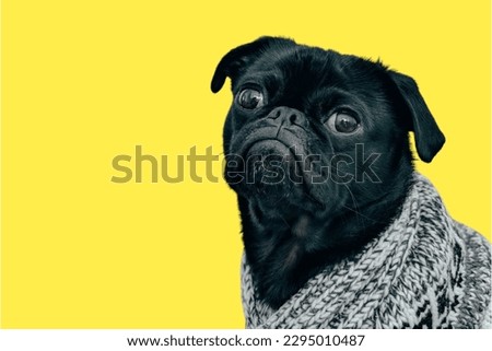 pug dog wearing custome in yellow background

