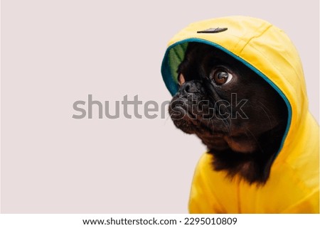pug dog in gray background