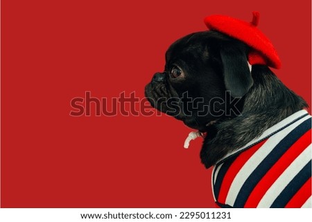 pug dog wearing hat in red background
