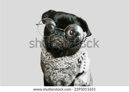 pug dog wearing the glasses in gray background
