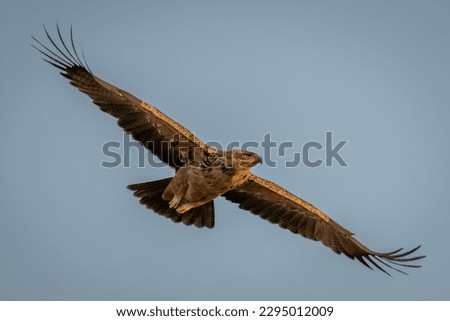 Tawny eagle glides through clear blue sky Royalty-Free Stock Photo #2295012009