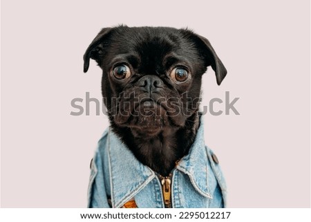 pug dog wearing custome in gray background
