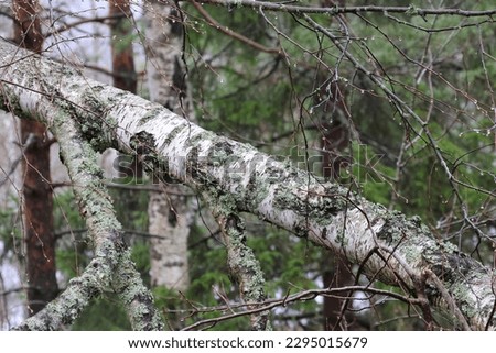 A broken birch tree diagonally in the picture. In a forest near Stockholm, Sweden. Wallpaper. GoranOfSweden